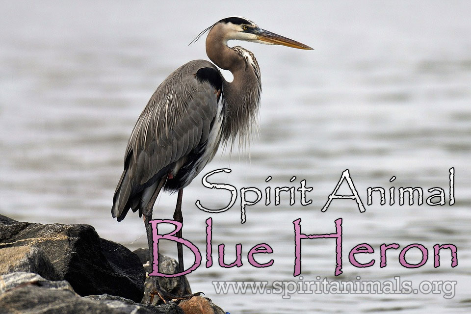 Blue Heron as Spirit Animal