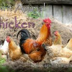 Chicken as Spirit Animal