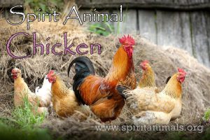 Chicken as Spirit Animal