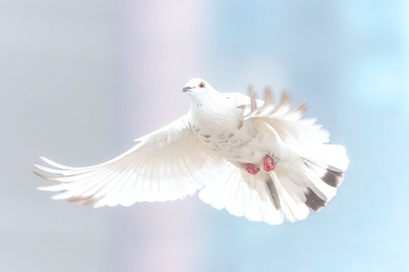 Dove flying