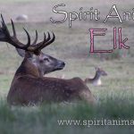 Elk as Spirit Animal