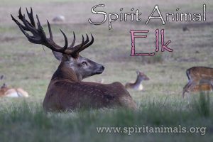 Elk as Spirit Animal