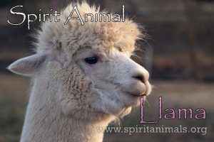 Llama as Spirit Animal