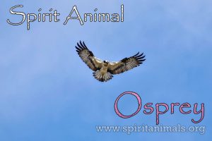 Osprey as Spirit Animal