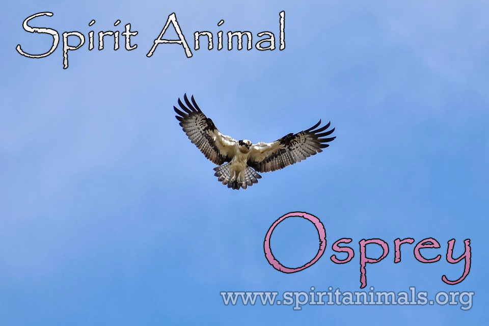 Osprey as Spirit Animal