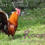 Rooster as Spirit Animal