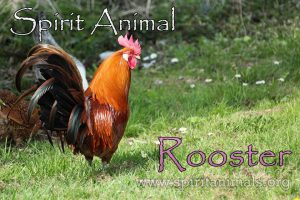 Rooster as Spirit Animal