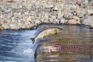 Salmon as Spirit Animal