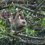 Sloth as Spirit Animal