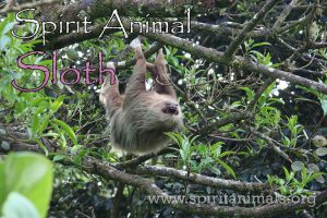 Sloth as Spirit Animal
