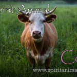 Cow as Spirit Animal