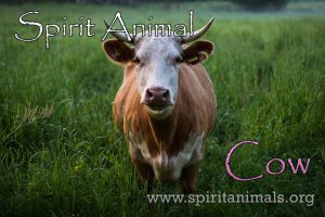 Cow as Spirit Animal
