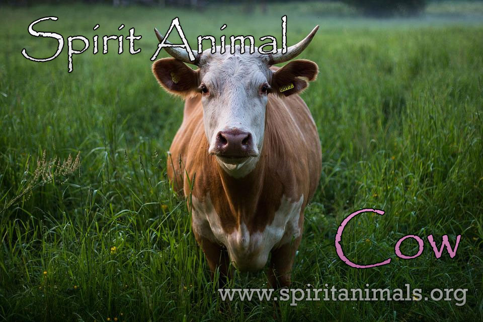 Cow as Spirit Animal