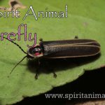 Firefly as Spirit Animal