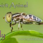 Fly as Spirit Animal