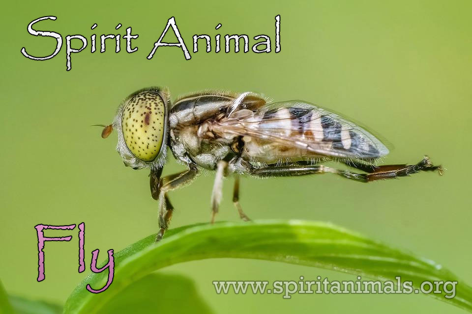 Fly as Spirit Animal