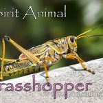 Grasshopper as Spirit Animal