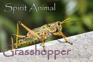 Grasshopper as Spirit Animal