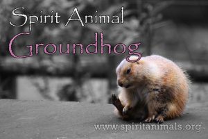 Groundhog as Spirit Animal