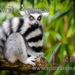 Lemur as Spirit Animal