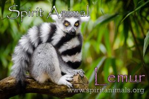 Lemur as Spirit Animal