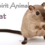 Rat as Spirit Animal