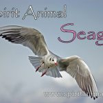 Seagull as Spirit Animal
