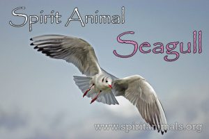 Seagull as Spirit Animal