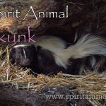 Skunk as Spirit Animal