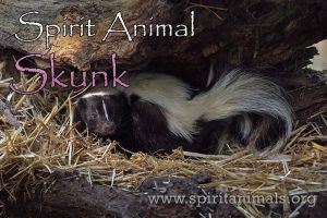 Skunk as Spirit Animal