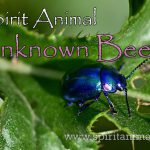 Unknown Beetle as Spirit Animal