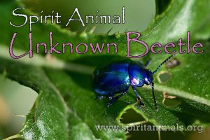 Unknown Beetle as Spirit Animal