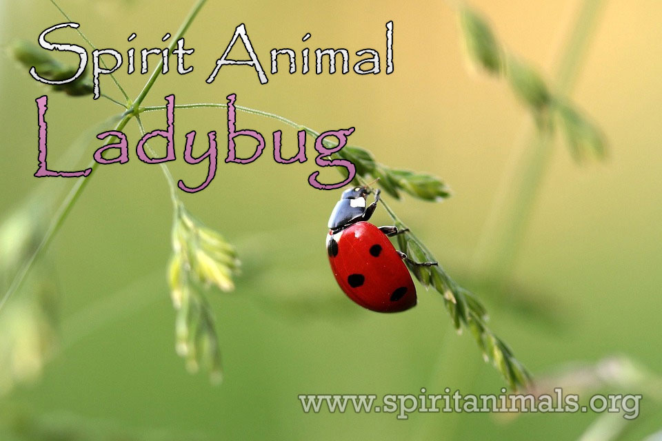 Ladybug as Spirit Animal