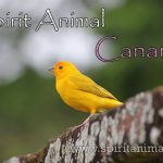 Canary as Spirit Animal