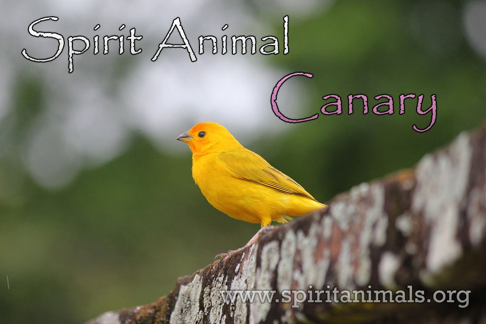 Canary as Spirit Animal