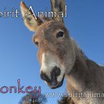 Donkey as Spirit Animal