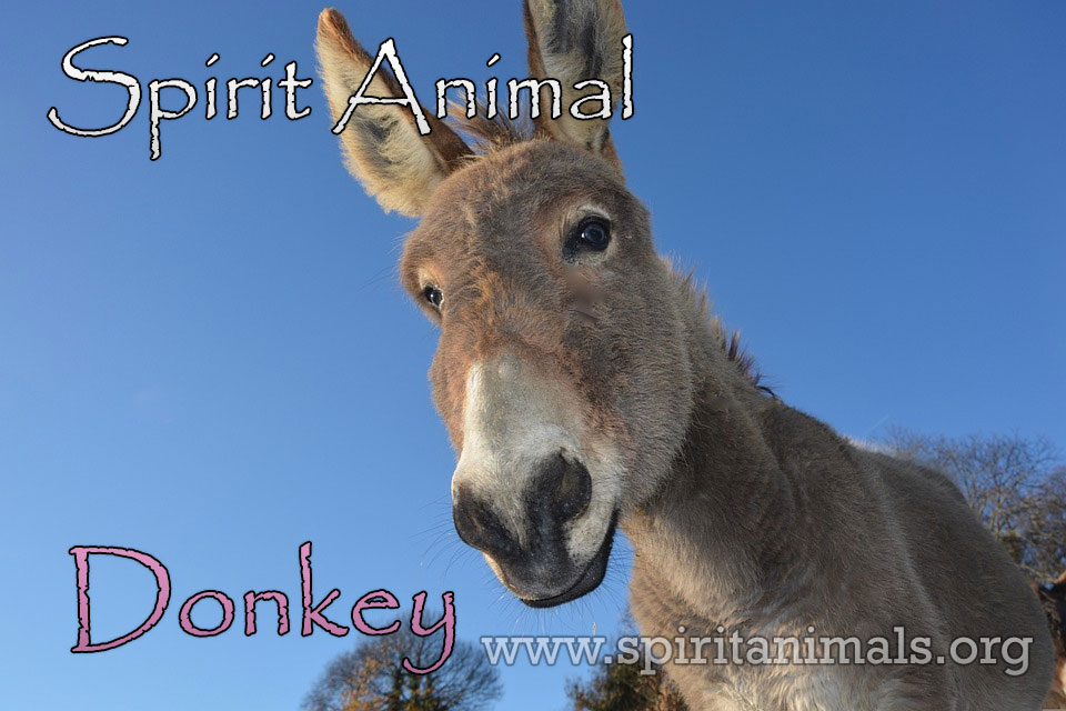Donkey as Spirit Animal