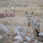 Jackal as Spirit Animal