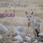 Jackal as Spirit Animal