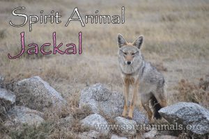 Jackal as Spirit Animal