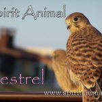 Kestrel as Spirit Animal