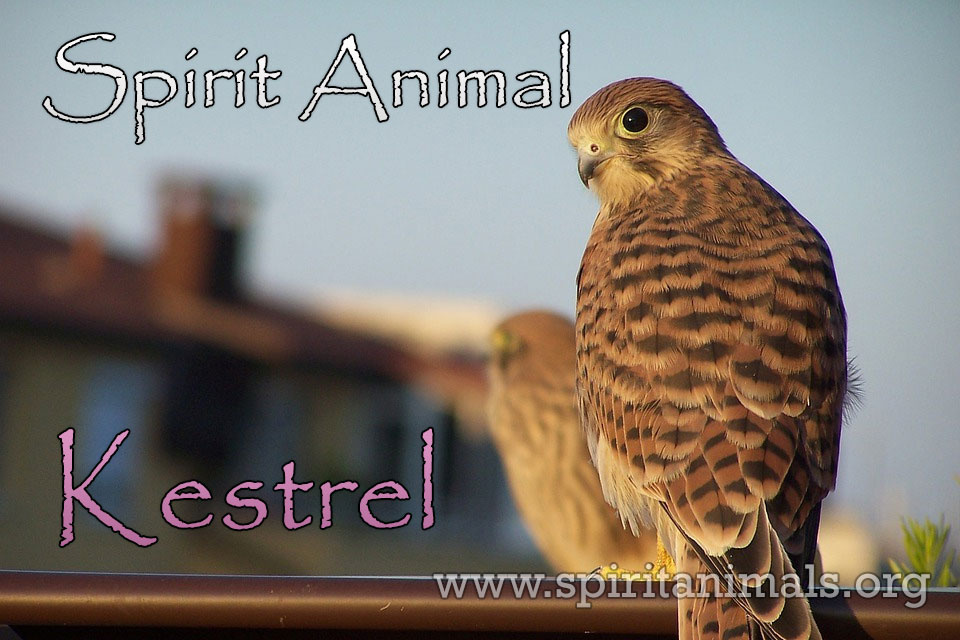 Kestrel as Spirit Animal