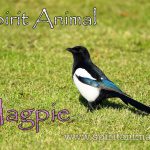 Magpie as Spirit Animal