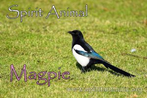 Magpie as Spirit Animal