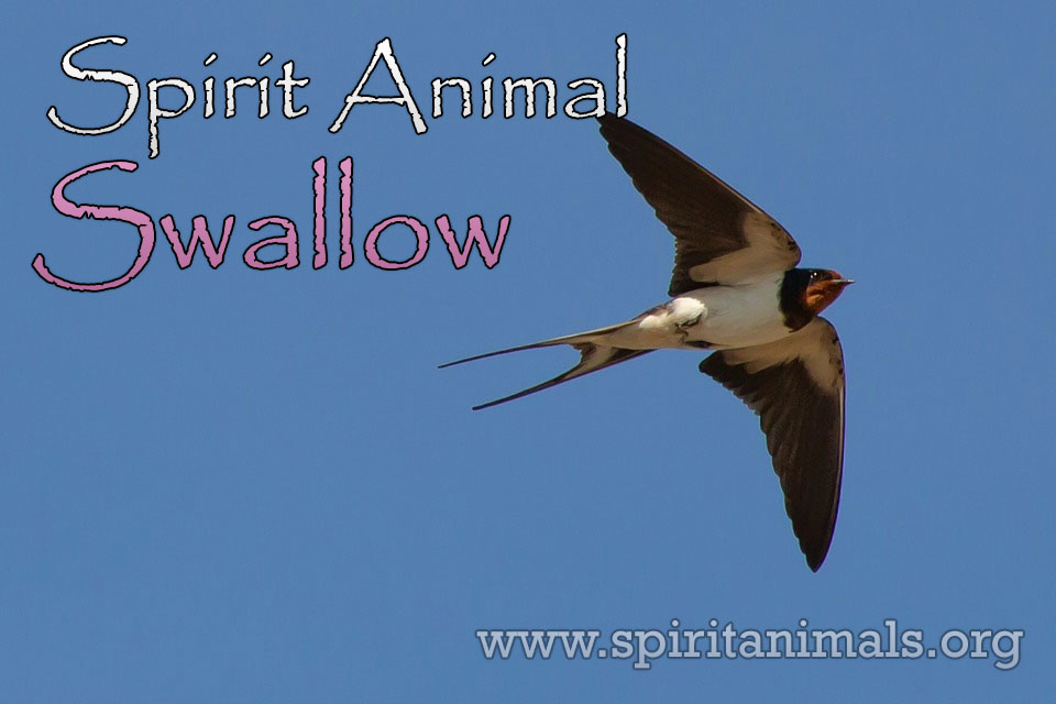 Swallow as Spirit Animal