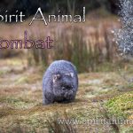Wombat as Spirit Animal