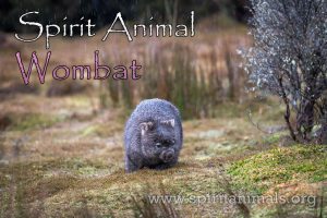 Wombat as Spirit Animal