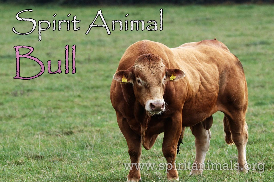 Bull as Spirit Animal