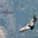 Condor as Spirit Animal