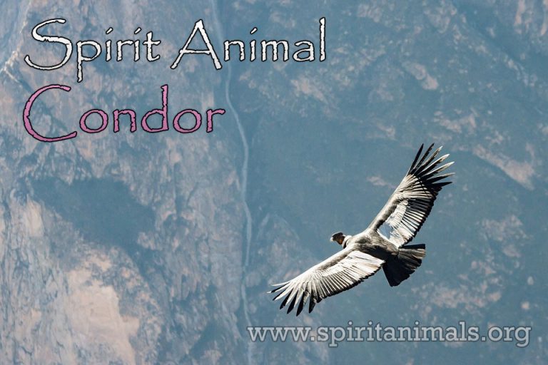 Condor Spirit Animal Meaning And Symbolism Spirit Animals